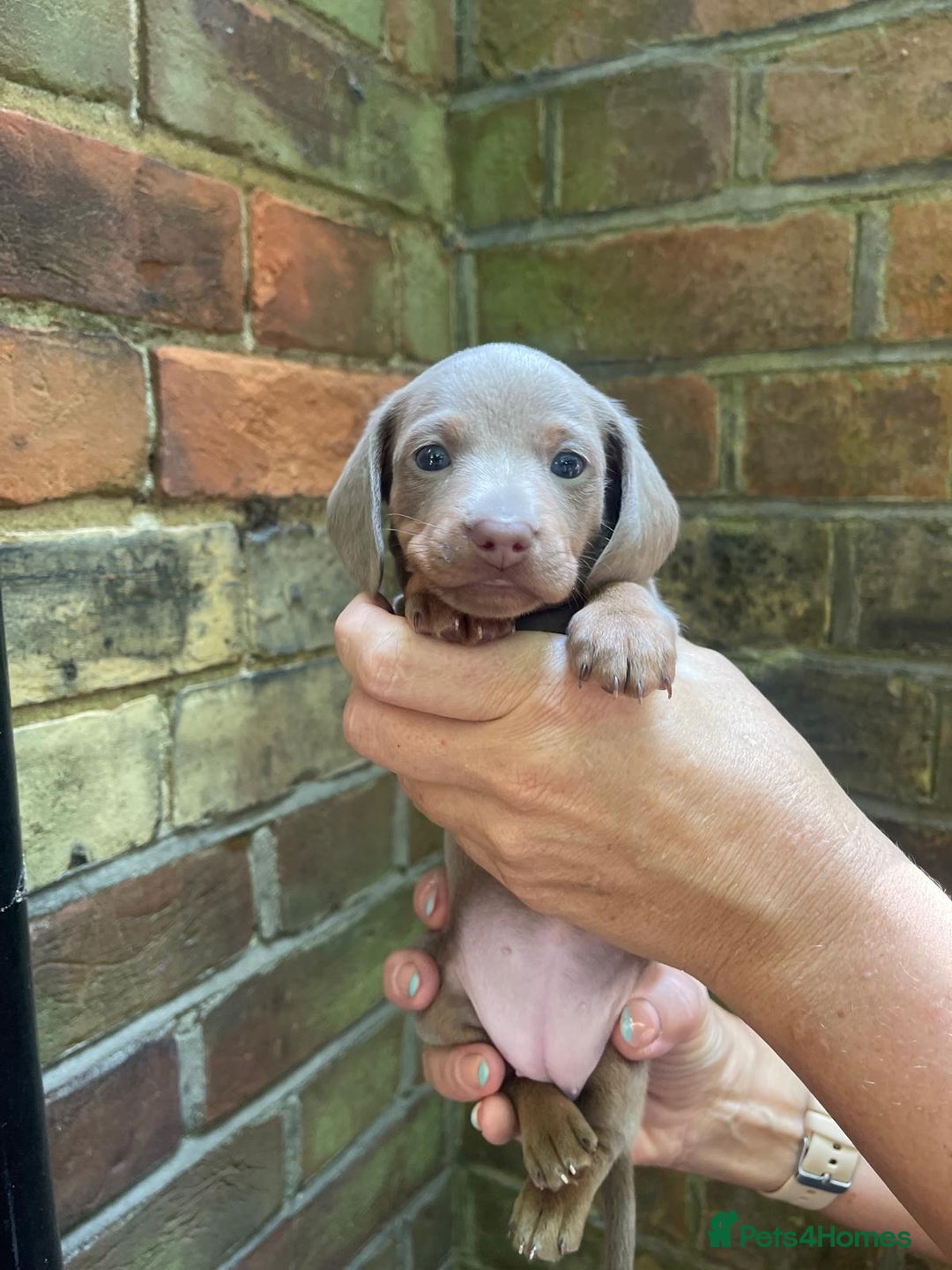 Miniature Dachshund dogs for sale: Stunning Mini Dachshund*1 LH Boy & 1 SH Girl left* - Image 12