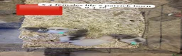 Rat rodents for sale: Beautiful full size and dwarf rats ready now - Advert 4