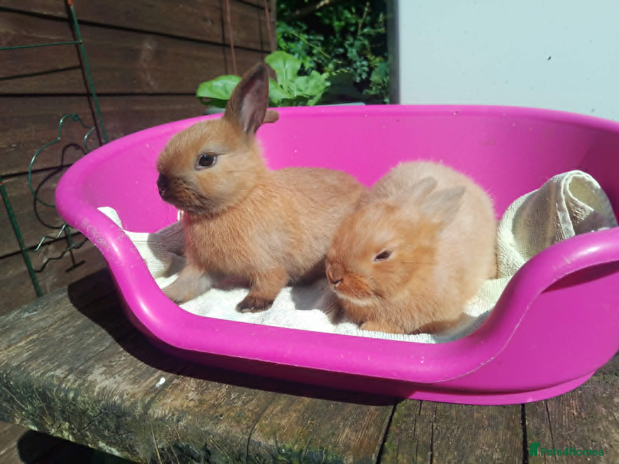 Netherland Dwarf rabbits Pretty Female and Male Netherland Dwarf Babies - Advert 13