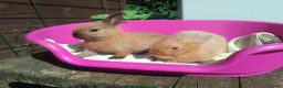 Netherland Dwarf rabbits for sale: Pretty Female and Male Netherland Dwarf Babies - Advert 1