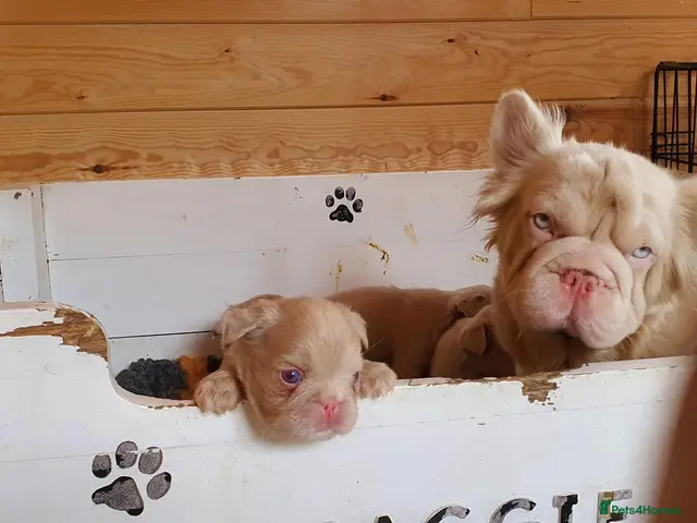 French Bulldog dogs for sale: Fluffy pink husky French bulldog - Advert 2