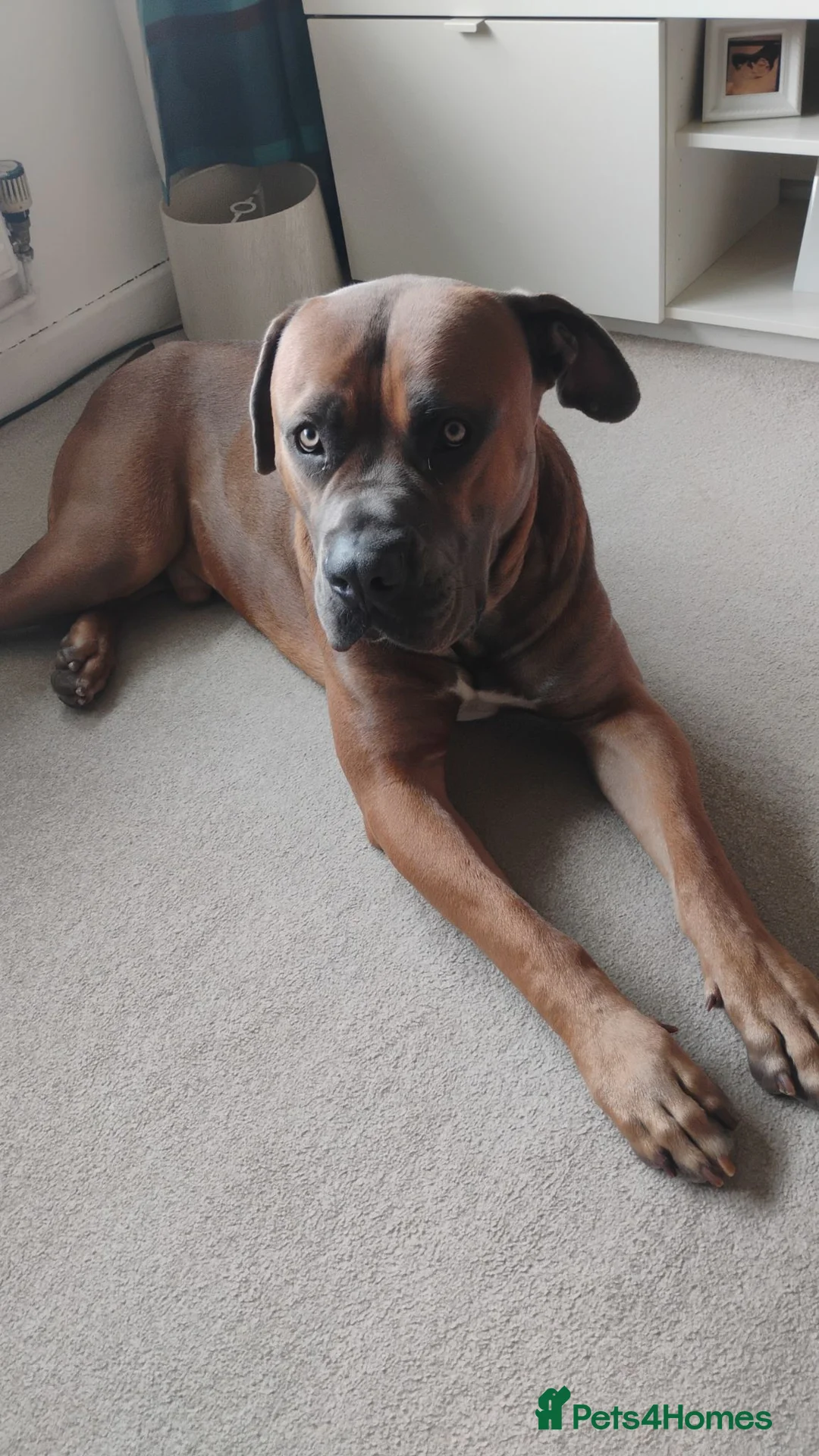Mixed Breed dogs for sale: Diesel in Winsford - Advert 2