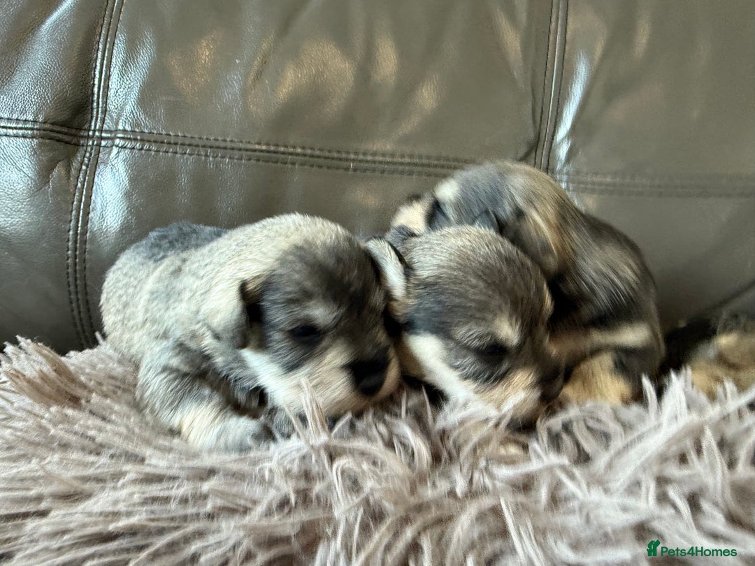 Miniature Schnauzer dogs for sale: KC MAC BVA MIniature Schnauzer puppies  - Image 9