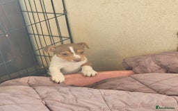 Jack Russell dogs for sale: Beautiful Jack Russell Puppies - Image 9