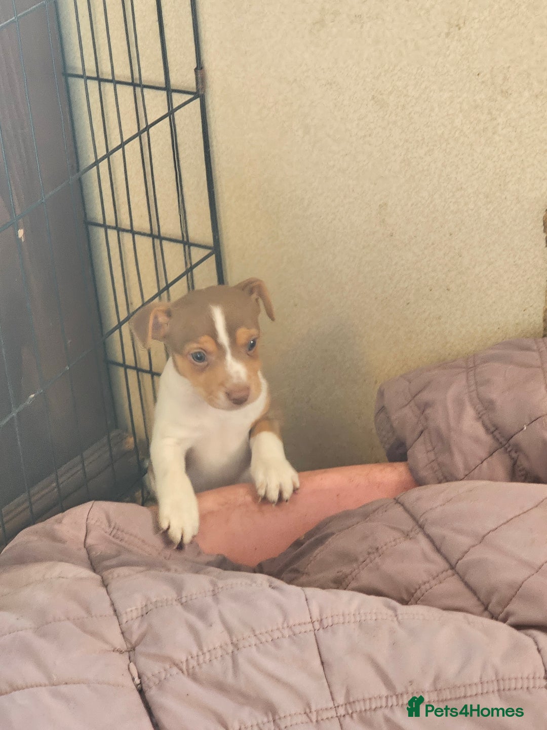 Jack Russell dogs for sale: Beautiful Jack Russell Puppies - Image 9