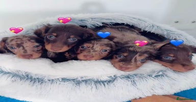 Miniature Dachshund dogs - Advert 16