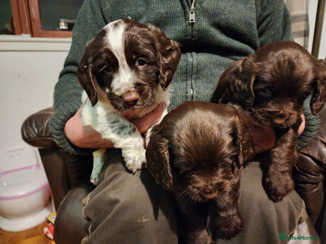 Sprocker dogs for sale: Sprocker pups - Advert 3