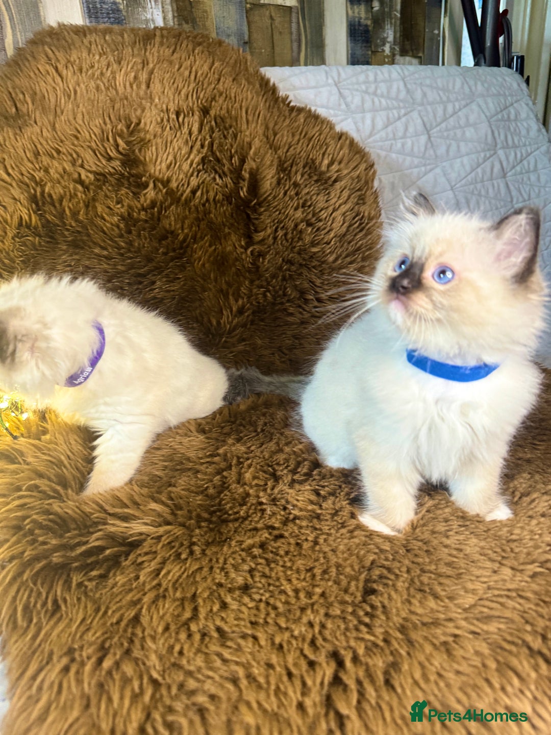 Ragdoll cats for sale: GCCF Sealpoint Mitted/Blue Lynx Ragdoll kittens - Image 4