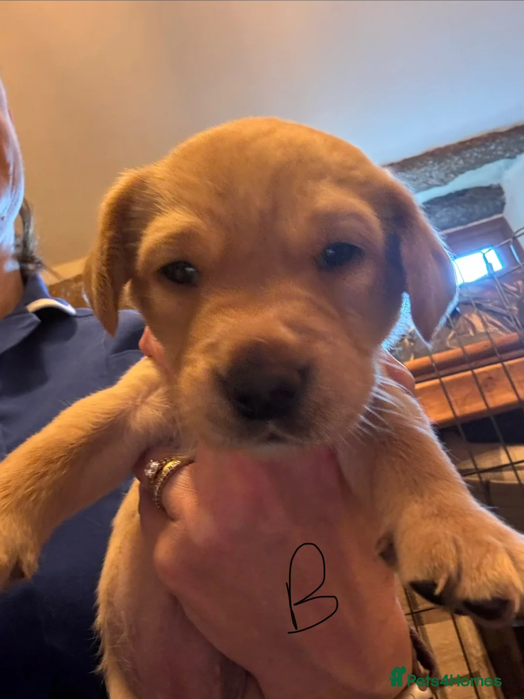Labrador Retriever dogs for sale: KC Registered Labrador Puppies in Barrow-in-Furness - Advert 2