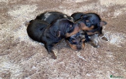 Miniature Pinscher dogs for sale: Gorgeous Rare miniature pinscher puppies for sale - Advert 1