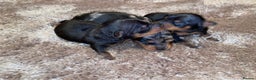 Miniature Pinscher dogs for sale: Gorgeous female miniature pinscher puppie for sale - Advert 7