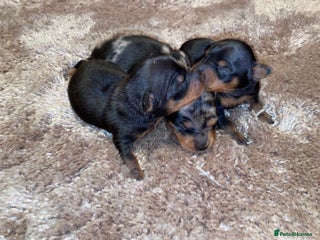 Miniature Pinscher dogs for sale: Gorgeous Rare miniature pinscher puppies for sale - Advert 1