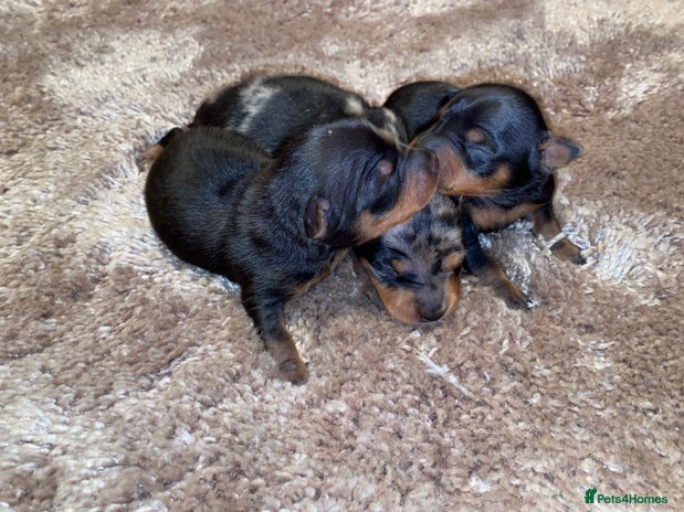 Miniature Pinscher dogs Gorgeous Rare miniature pinscher puppies for sale - Advert 3
