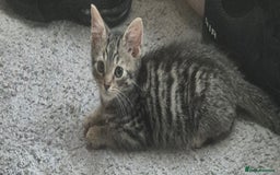 American Shorthair cats for sale: Caramel beautiful 2 year cat - Image 14