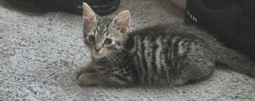 American Shorthair cats for sale: Caramel beautiful 2 year cat - Image 14