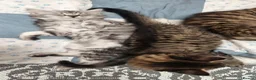 Maine Coon cats for sale: Mainecoon x bengal x russian blue mix  - Advert 20