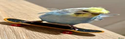 Budgerigars birds for sale: Blue & Coco – Beautiful Budgie Boys in London - Advert 1