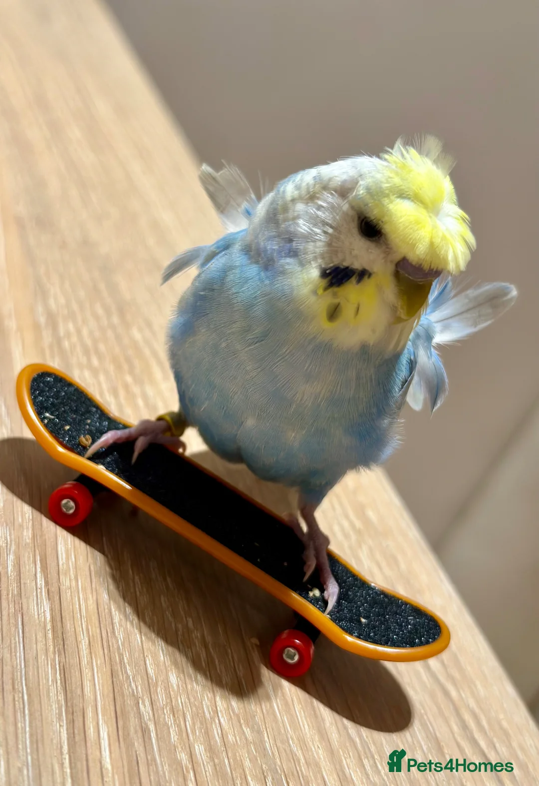 Budgerigars birds for sale: Blue & Coco – Beautiful Budgie Boys in London - Advert 1