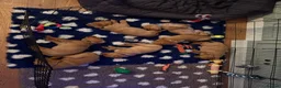 Labrador Retriever dogs for sale: Beautiful KC Registered Fox Red Labrador Puppies in Cheltenham - Advert 6