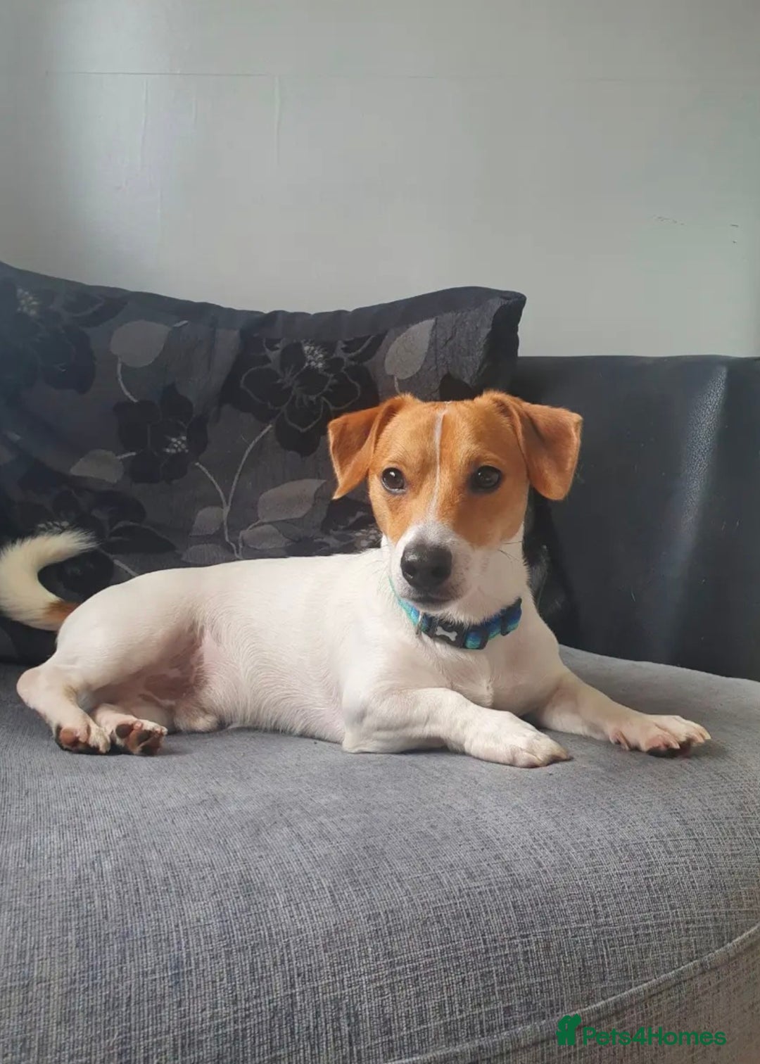 Jack Russell dogs for sale: 4yr old Jax, sad sale x - Advert 4