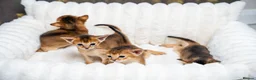 Abyssinian cats for sale: Ruddy Abyssinians Kittens-Outstanding Pedigree  - Advert 2