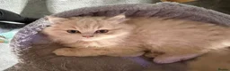 British Longhair cats for sale: 2 Beautiful British Longhair boys  - Advert 6