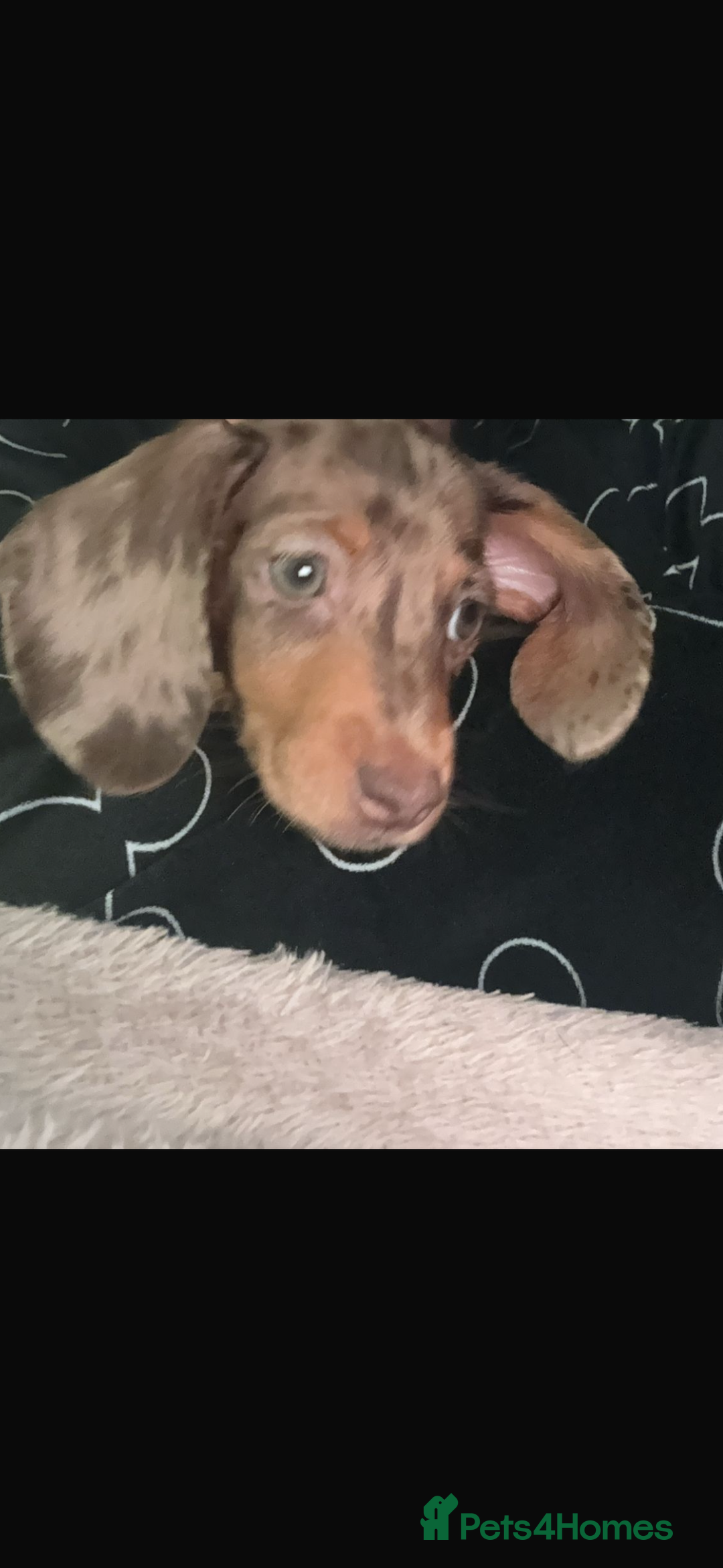 Dachshund dogs for sale: Dachshund boy ready for his new home  - Image 2