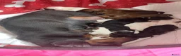 Jackshund dogs for sale: 2 girls 1 boy  - Advert 4