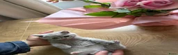 British Shorthair cats for sale: 🩷8 week old Lilac British Shorthair kitten🩷 - Advert 11