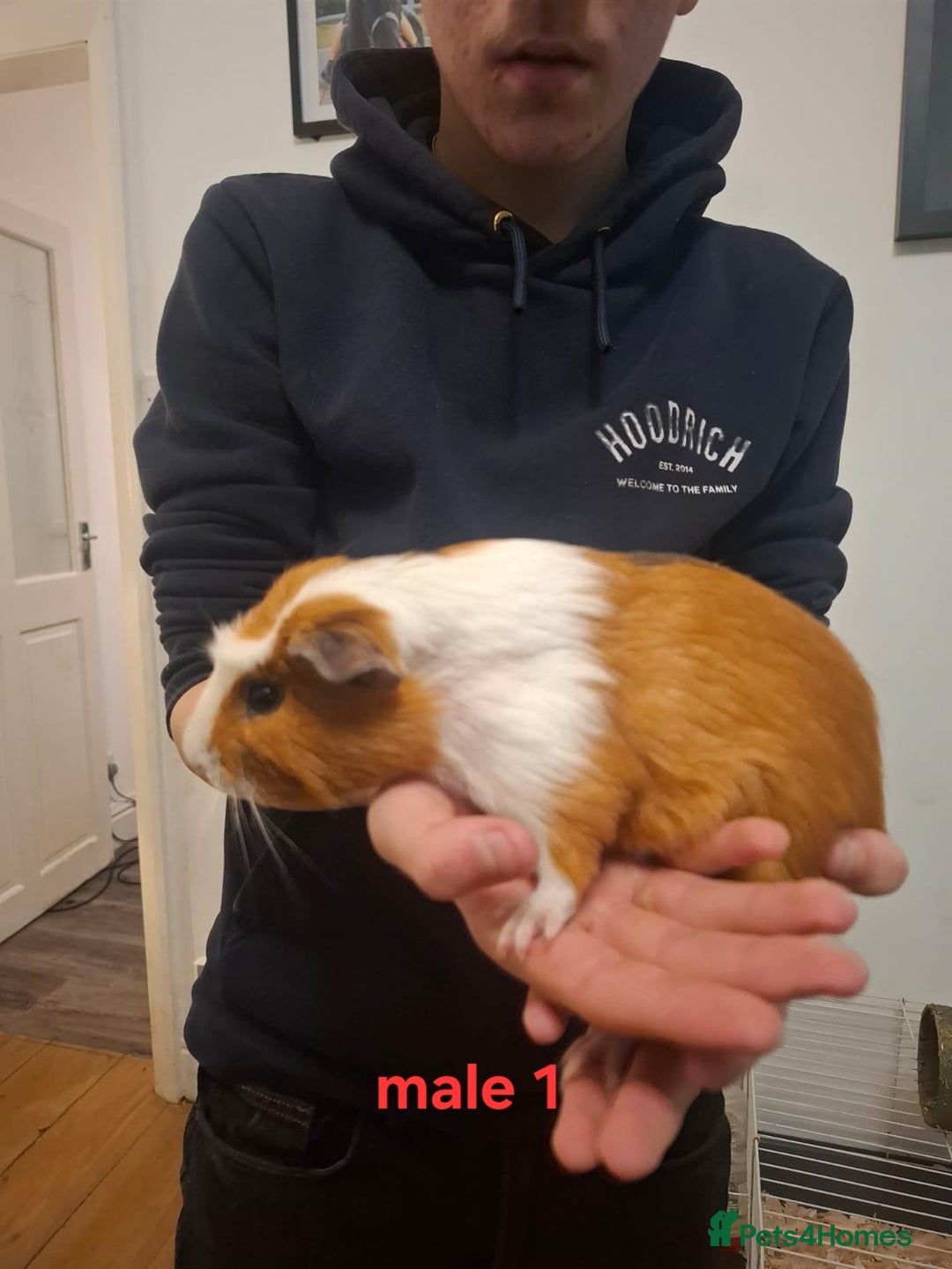 Guinea Pig rodents for sale: 13 guinea pigs mixed breed - Advert 7