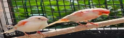 Canaries birds for sale: 4 Young Red Mosaic Donorphic Canaries for sale  - Advert 1