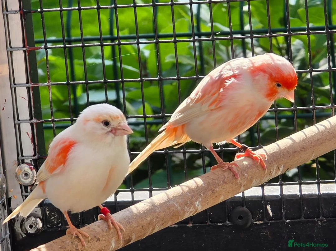 Canaries birds for sale: 4 Young Red Mosaic Donorphic Canaries for sale  - Advert 1