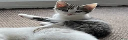Mixed Breed cats for sale: 6 Lovely Kittens for sale  - Advert 10
