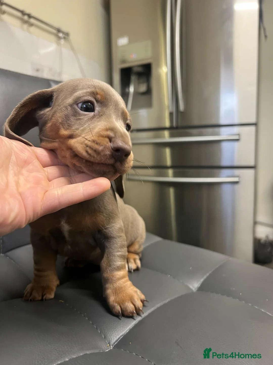 Miniature Dachshund dogs for sale: Only 2 Girls and 1 Boy Left  - Advert 5