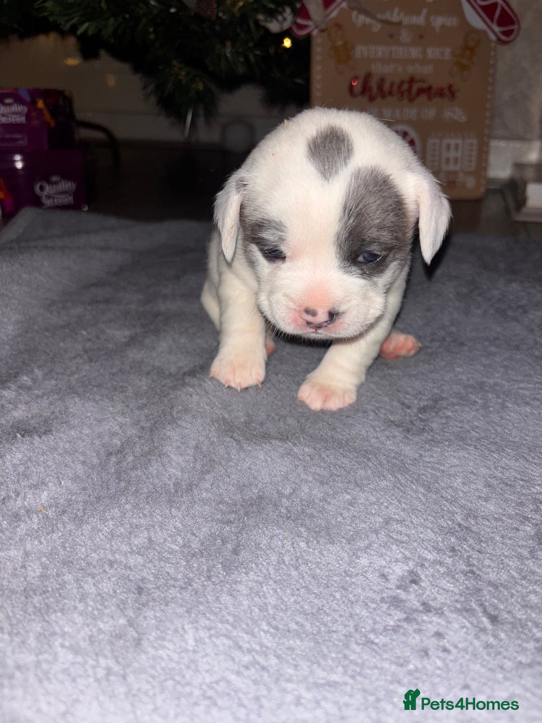 Mixed Breed dogs for sale: French bulldog mixed chihuahua  - Advert 3