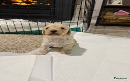 Cockapoo dogs for sale: Beautiful cockapoo puppies 🐶  - Image 8