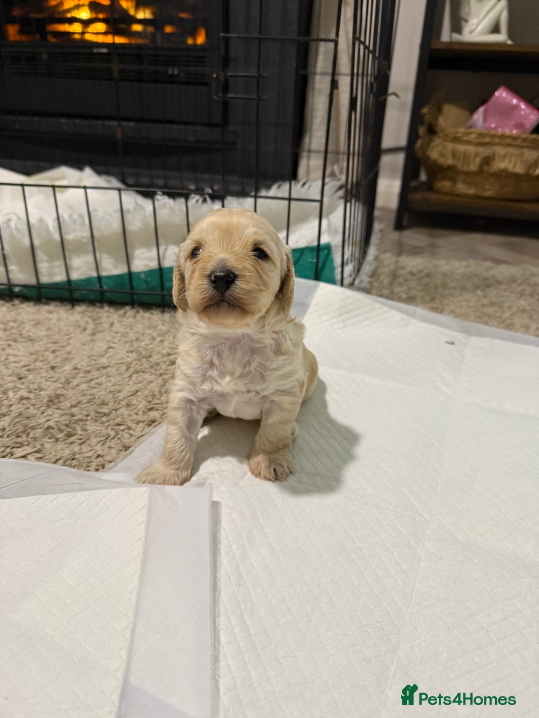 Cockapoo dogs for sale: Beautiful cockapoo puppies 🐶  - Image 8