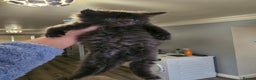 Maine Coon cats for sale: Maine Coon × Siberian - Advert 4