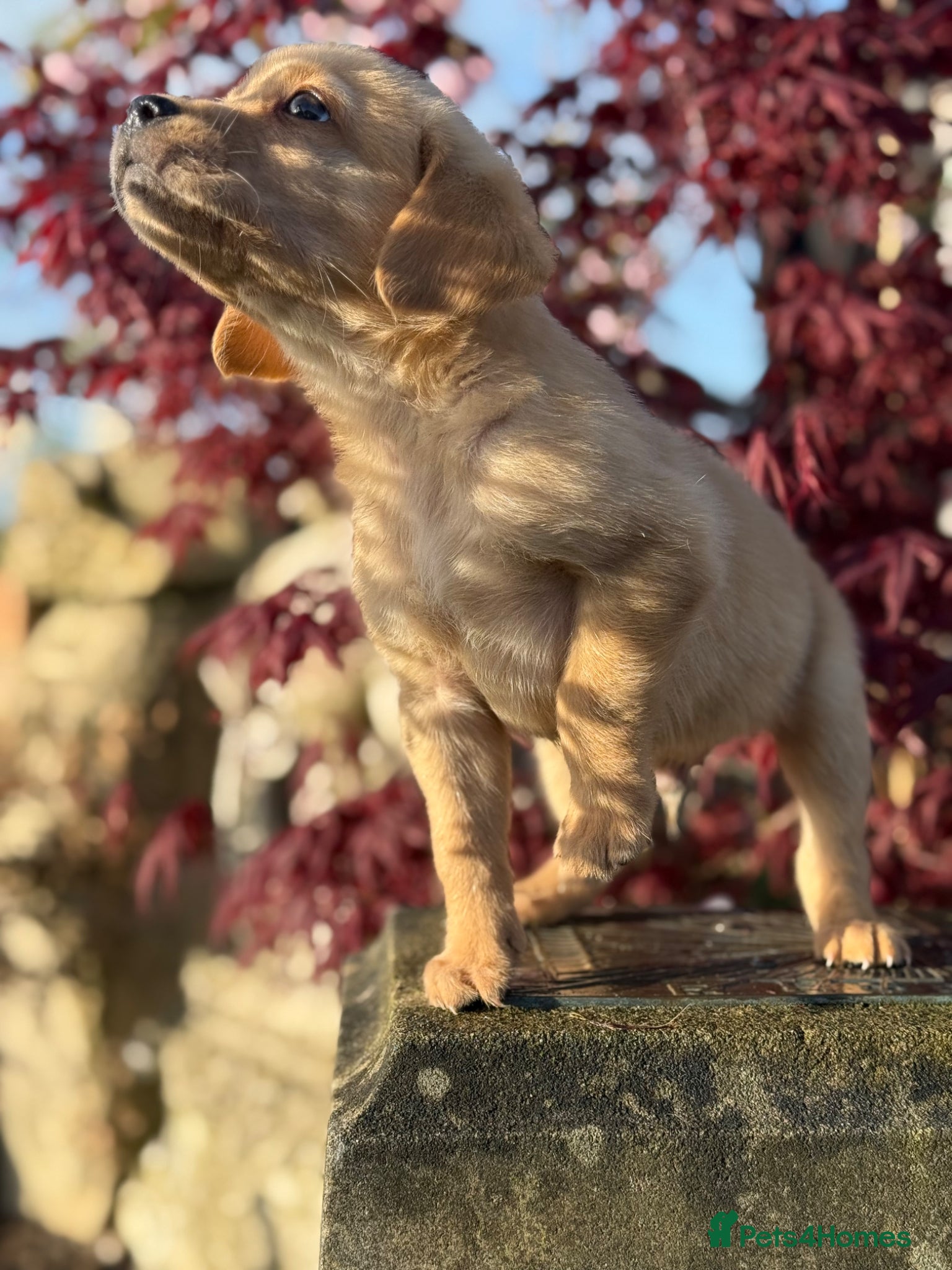 Labrador Retriever dogs Beautiful Deep Red KC Reg Labradors 5* Breeder - Advert 7