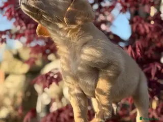 Labrador Retriever dogs Beautiful Deep Red KC Reg Labradors 5* Breeder - Advert 7