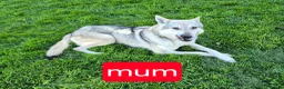 Golden Shepherd dogs for sale: Golden retriever/ german shepherd  puppies - Advert 18