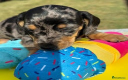 Miniature Dachshund dogs for sale: Miniature daschund puppies - Image 13
