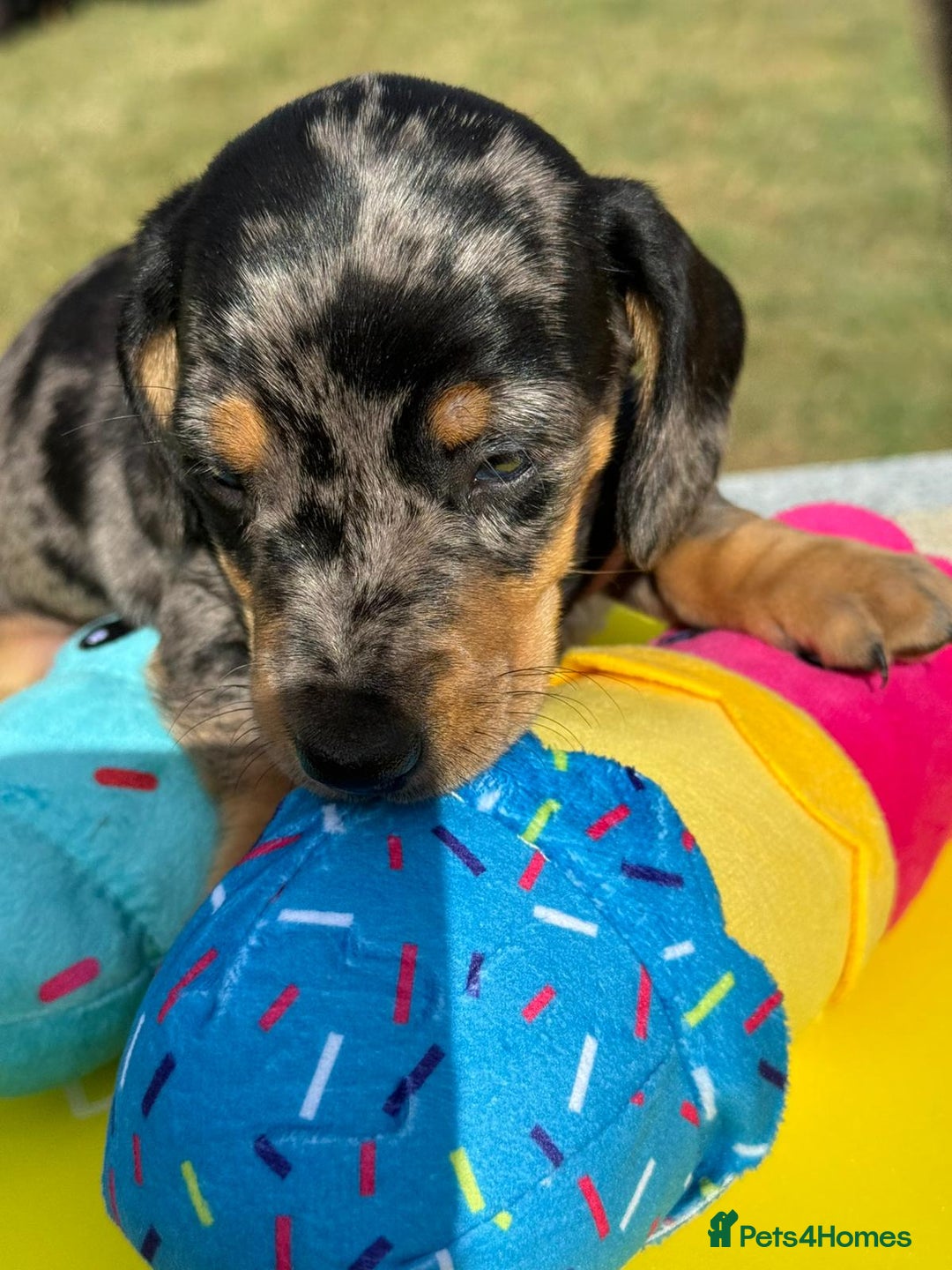 Miniature Dachshund dogs for sale: Miniature daschund puppies - Image 13
