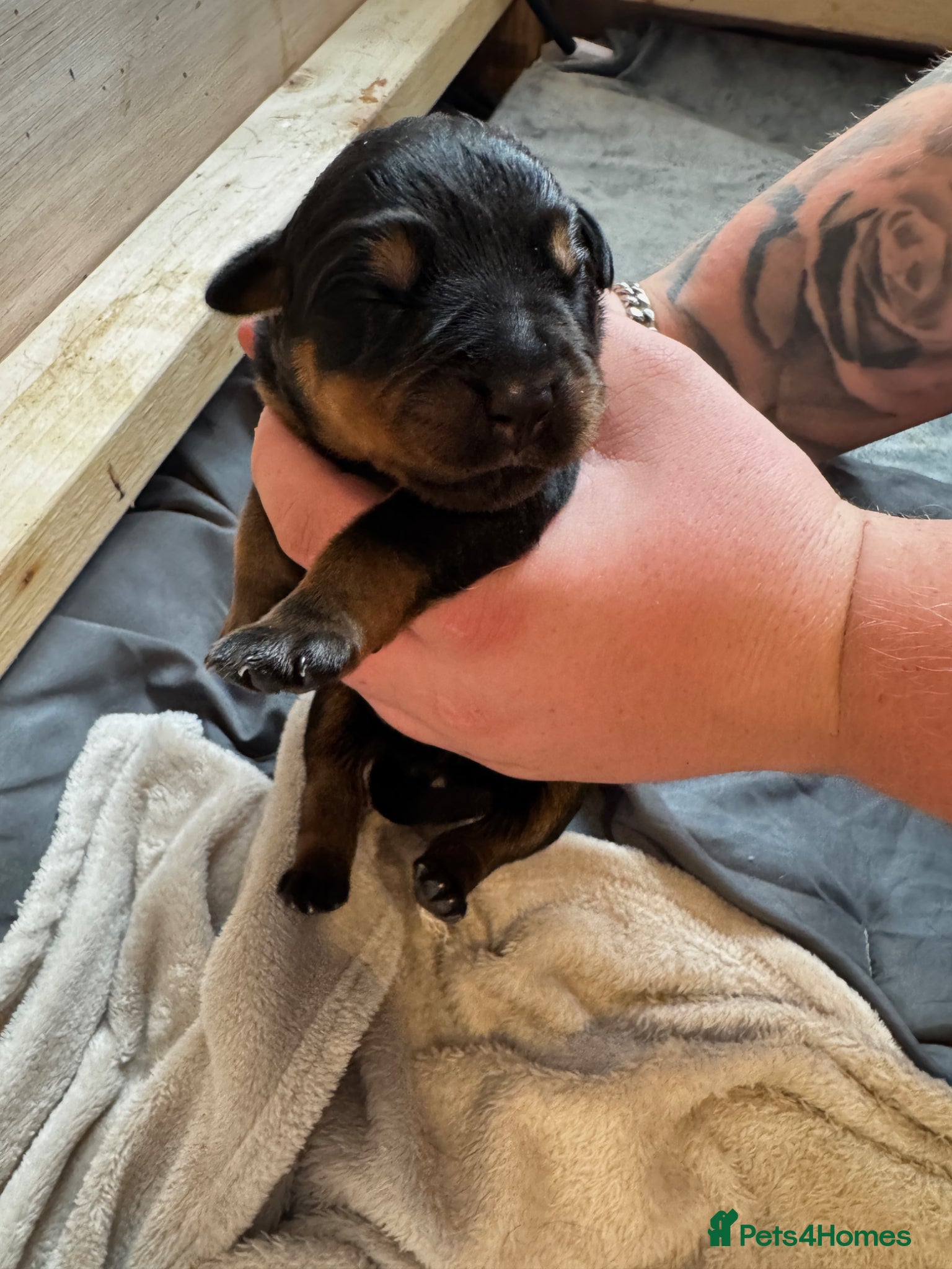 Rottweiler dogs small Beautiful Rottweiler Litter - Advert 4