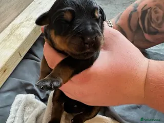 Rottweiler dogs small Beautiful Rottweiler Litter - Advert 4