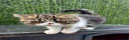 Exotic cats for sale: Hello my name is Agnus - Advert 12
