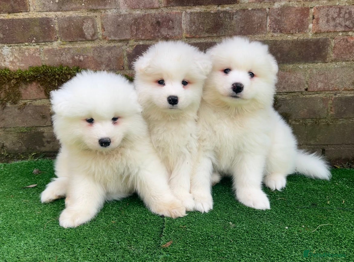Samoyed dogs 3 Boys Left ready Sat 7th ❤️ - Advert 14