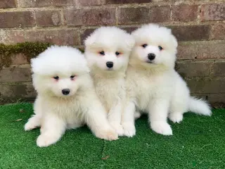 Samoyed dogs 3 Boys Left ready Sat 7th ❤️ - Advert 14