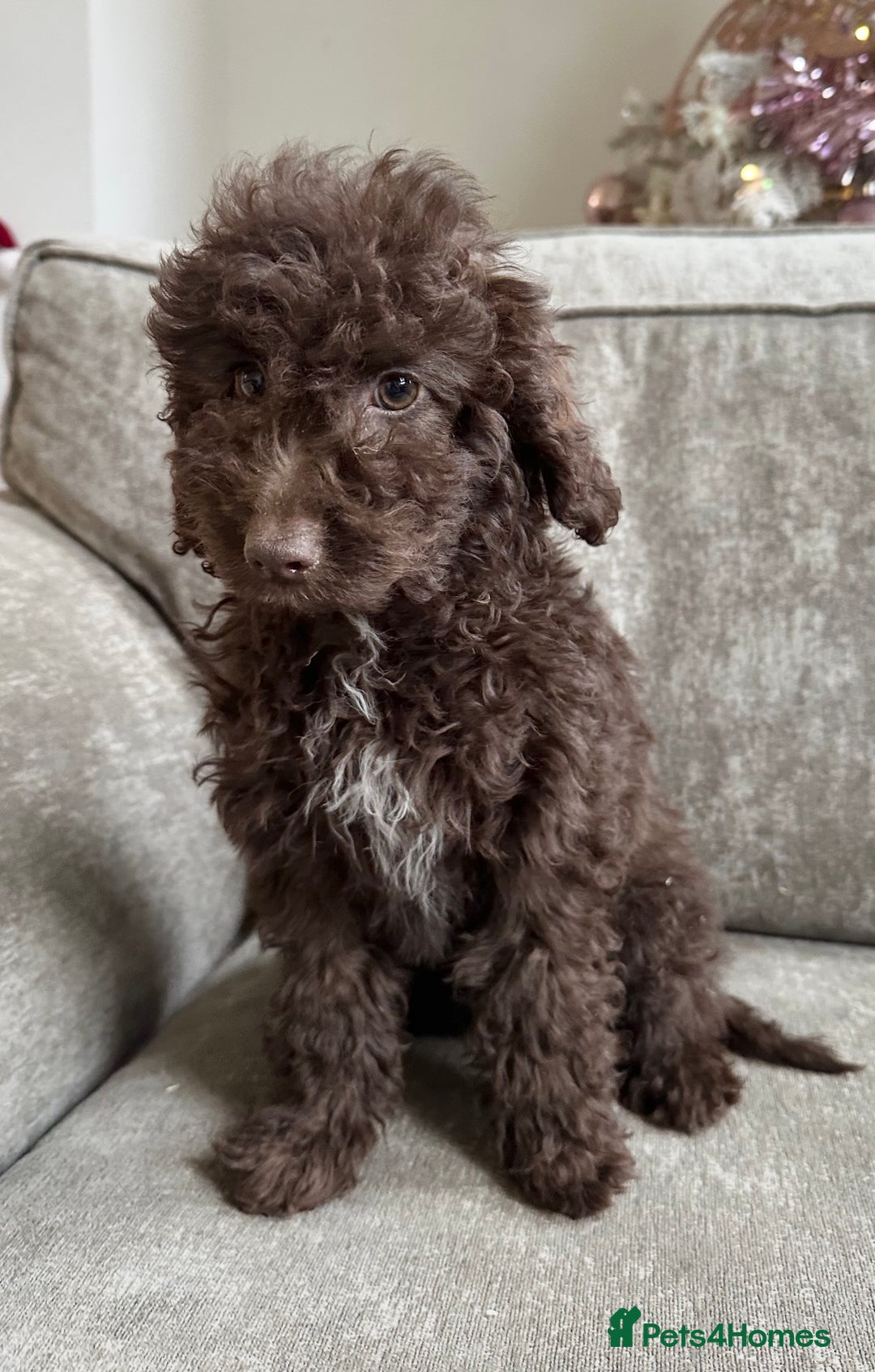 Cockapoo dogs for sale: Outstanding Cockapoos’s  - Advert 22