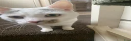 Turkish Angora cats for sale: Mando looking for a loving home - Advert 2